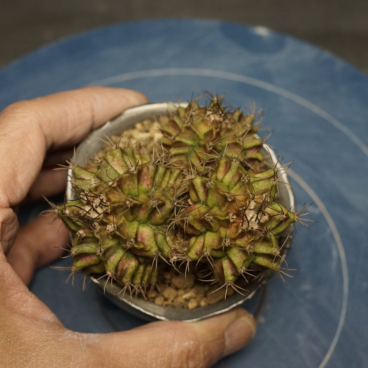 Gymnocalycium