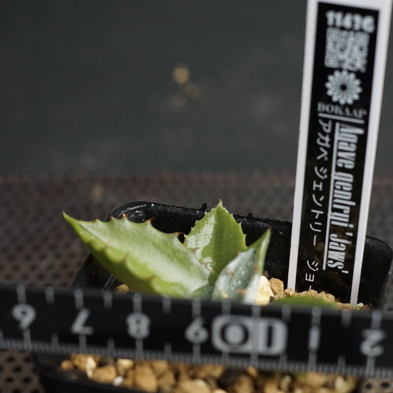 Agave gentryi 