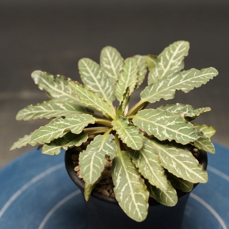 Euphorbia fish bone