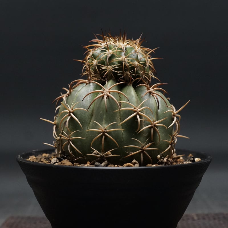 Melocactus matanzanus