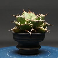 Agave Ripple Effect