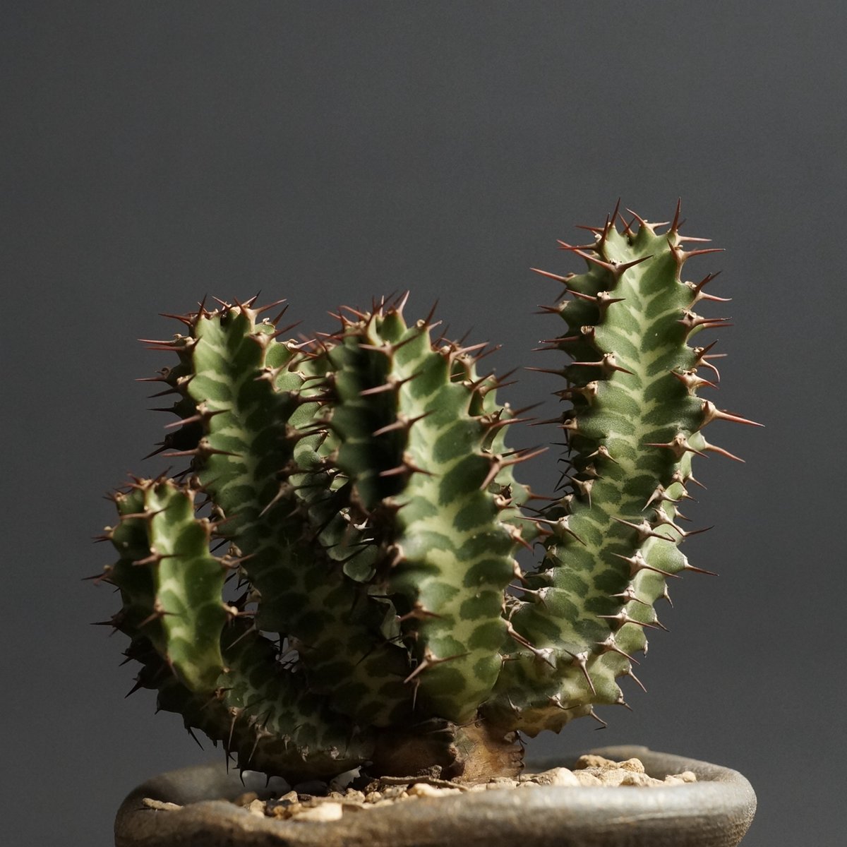 Euphorbia knobelii ユーフォルビア ノベリー　【閃光閣】 fit=scale-down,w=1200