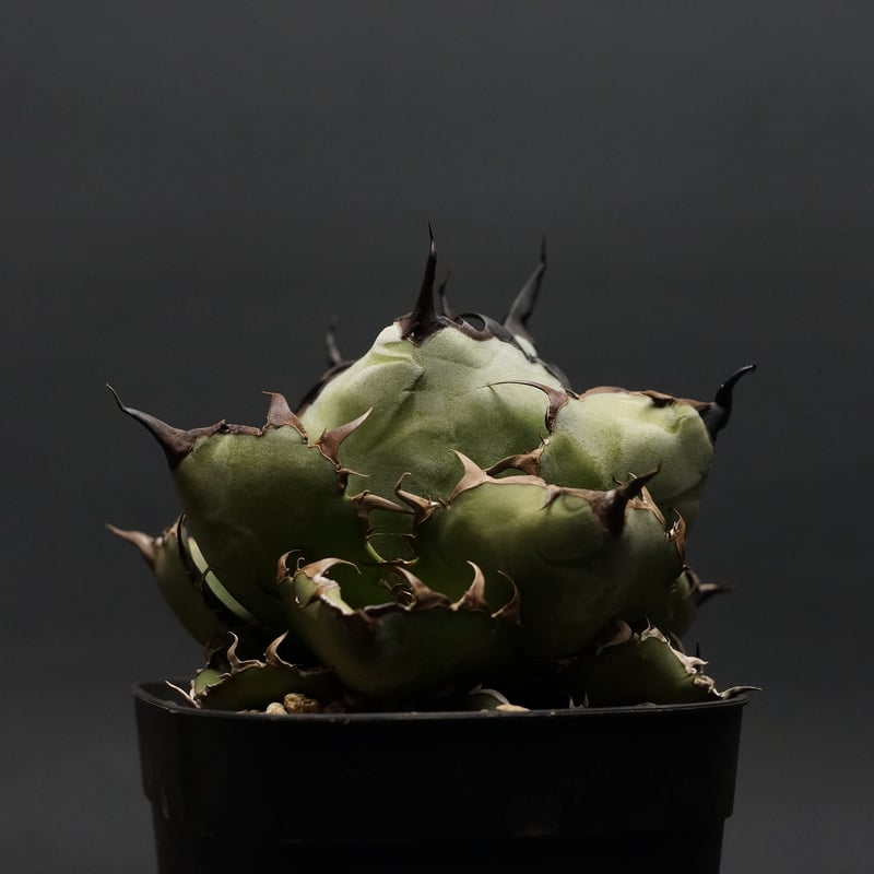 agave titanota