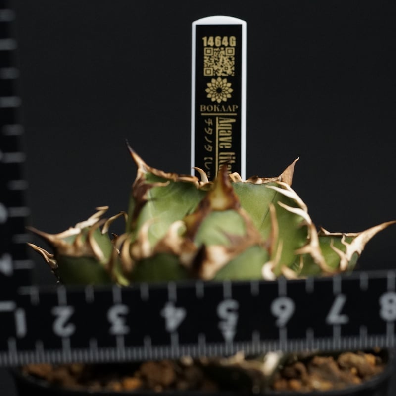 Agave titanota 'Red Catweezle'