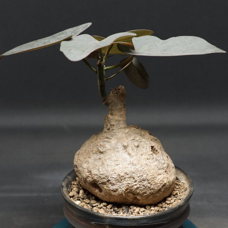 Adenia stylosa