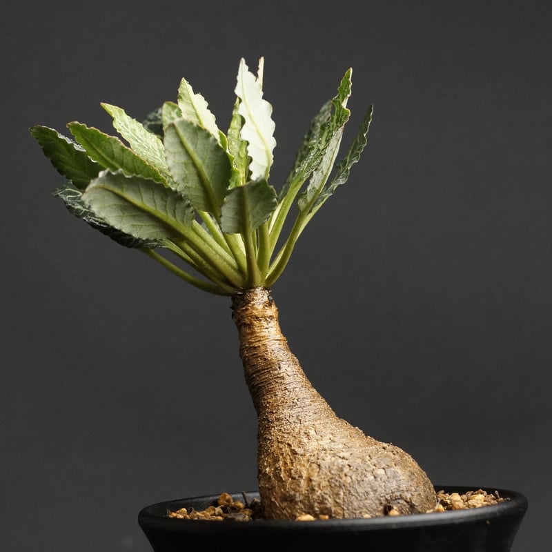 ユーフォルビア フィッシュスケール 【公式通販】