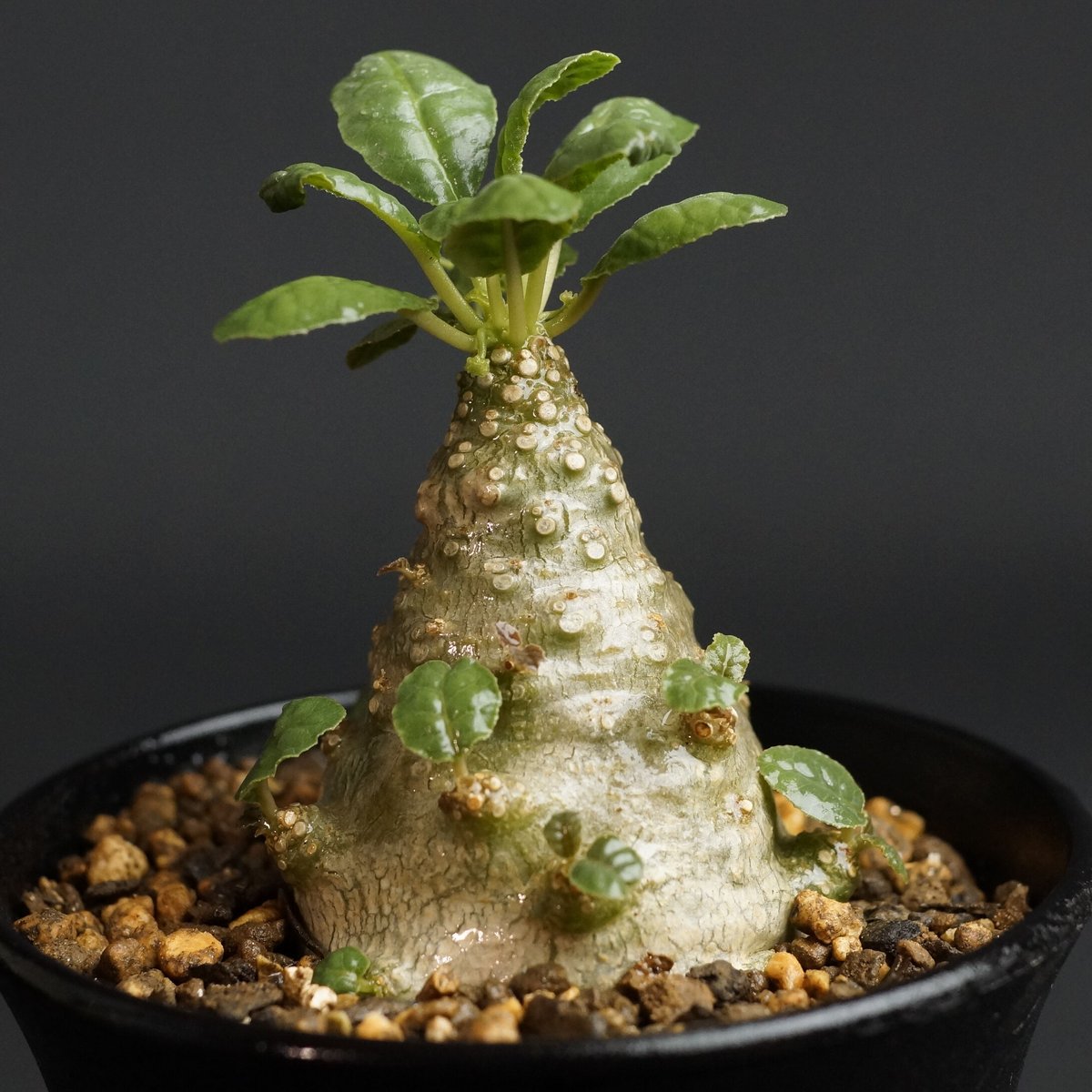 ドルステニア フォエチダ 大株　Dorstenia foetida Dorstenia foetida