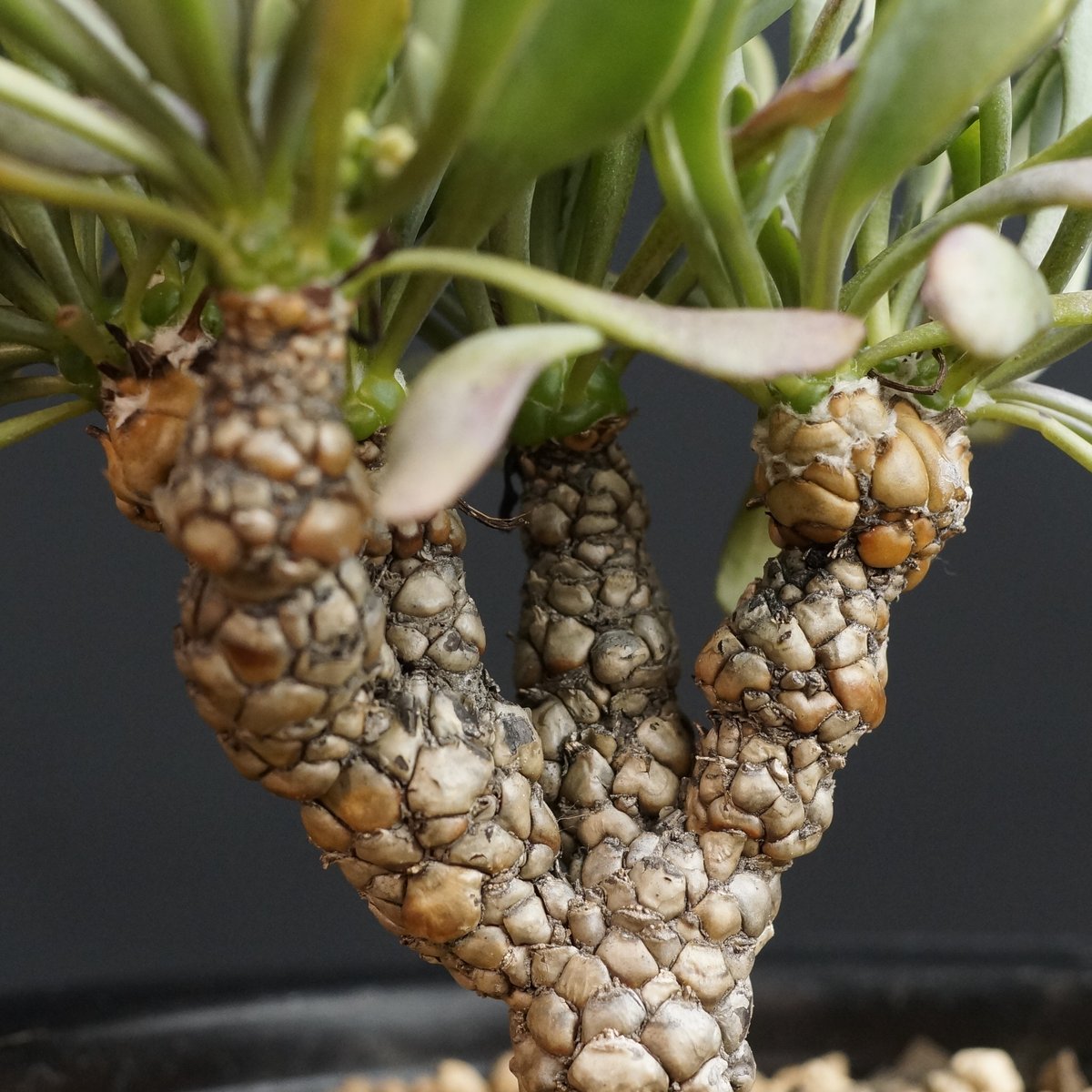 美株 オトンナ レピドカウリス 発根済 Othonna lepidocaulis