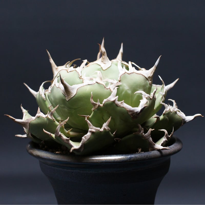 アガベ チタノタ 【コンパクタGG】 