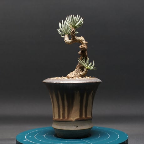 人気実生！ チレコドン デシピエンス 多肉植物 塊根植物 人気実生