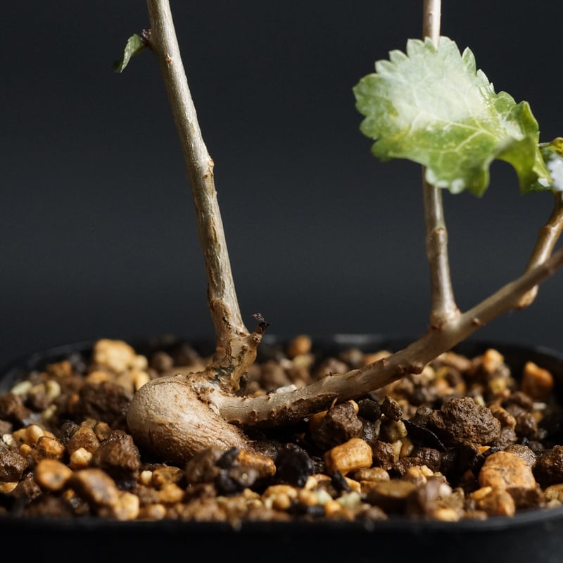 Commiphora wightii