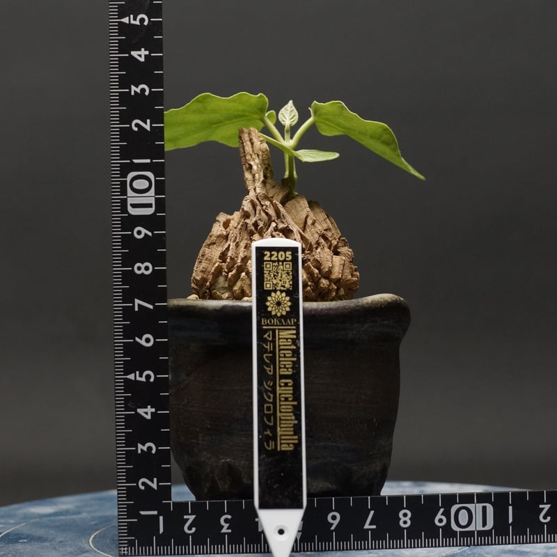 マテ シクロフィラ Matelea cyclophylla　親木 マテ シクロフィラ Matelea cyclophylla 親木