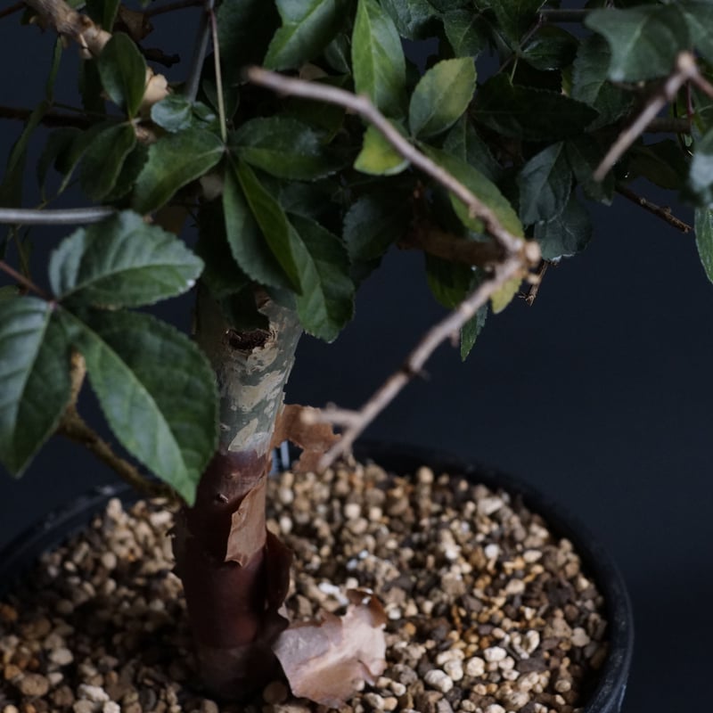 Commiphora eminii