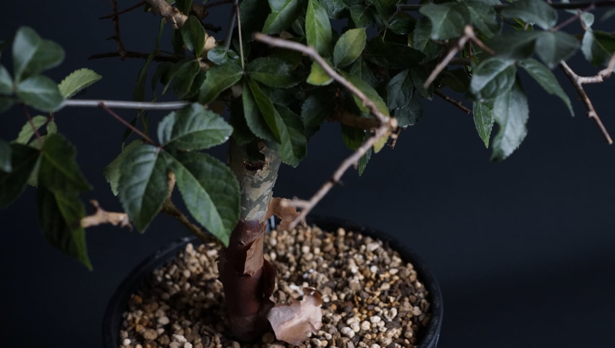 Commiphora eminii