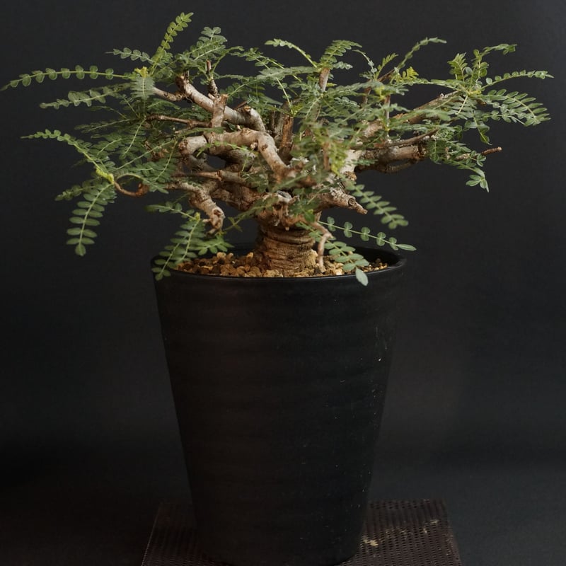 ボスウェリア ネグレクタ (Boswellia neglecta) 乳香の木 Boswellia neglecta ボスウェリア ネグレクタ ネグレクタは乳香の木