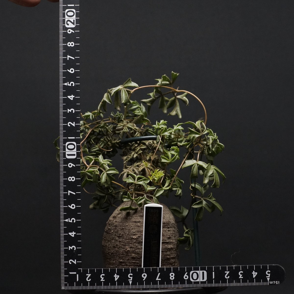 キフォステンマ モンタグナッキー 塊根植物 cyphostemma montagnacii