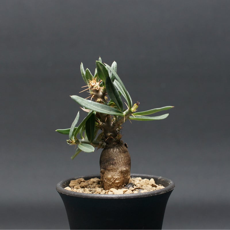 パキポディウム ビスピノーサム 