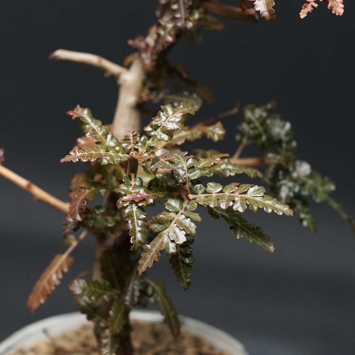 ボスウェリア　ポポビアナ Boswellia nana hybrid