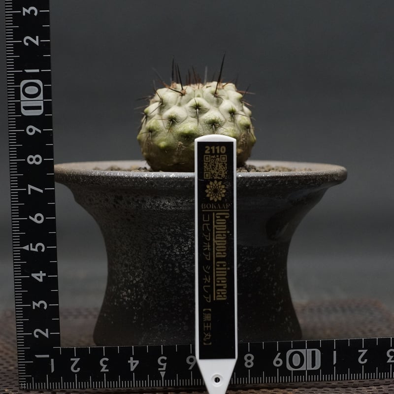 Copiapoa cinerea Copiapoa cinerea