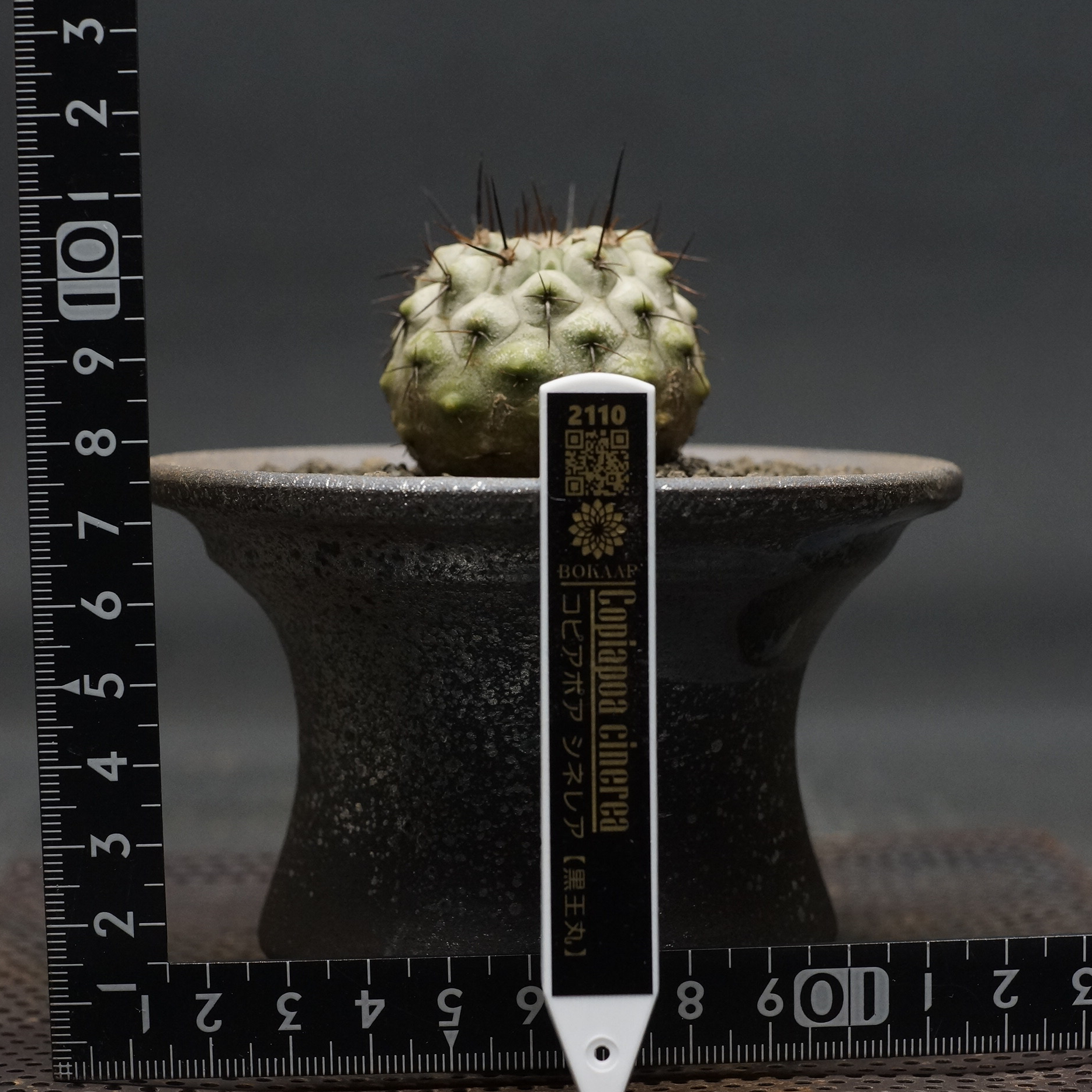 Copiapoa cinerea