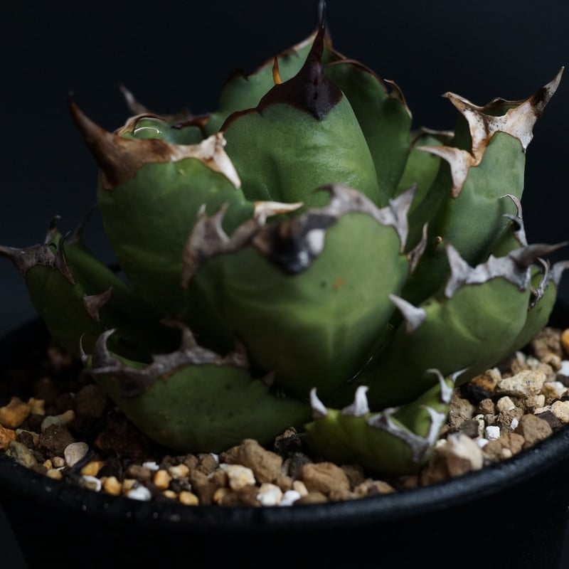 アガベ チタノタ　コンパクタ　親株　大株 アガベ チタノタ コンパクタ 親株 大株 アガベ チタノタ 多肉植物