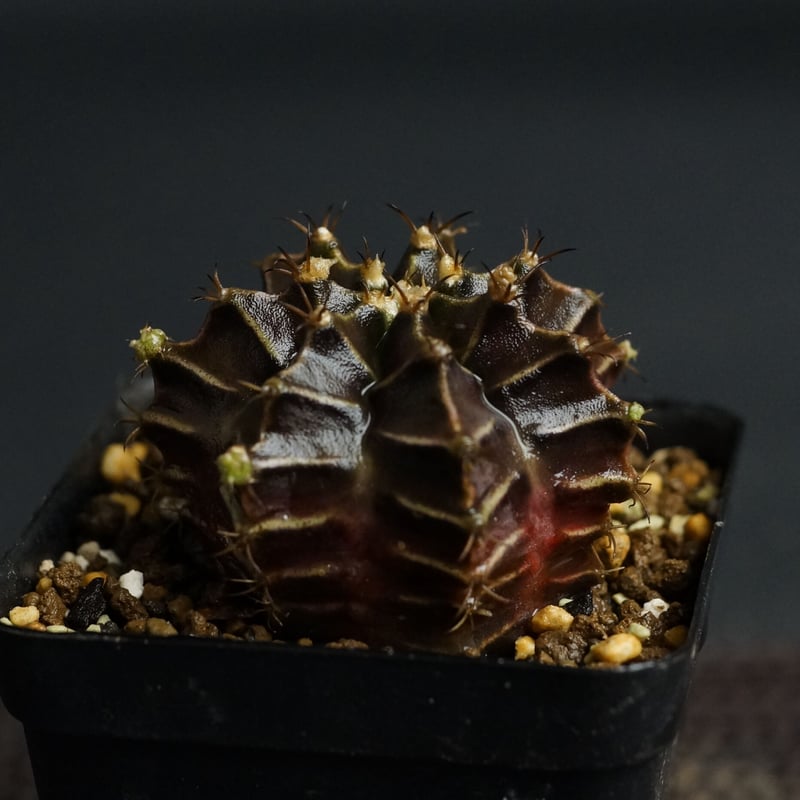 No.9 サボテンギムノカリキュウムカラーBlack Window No.9 サボテンギムノカリキュウムカラーBlack Window
