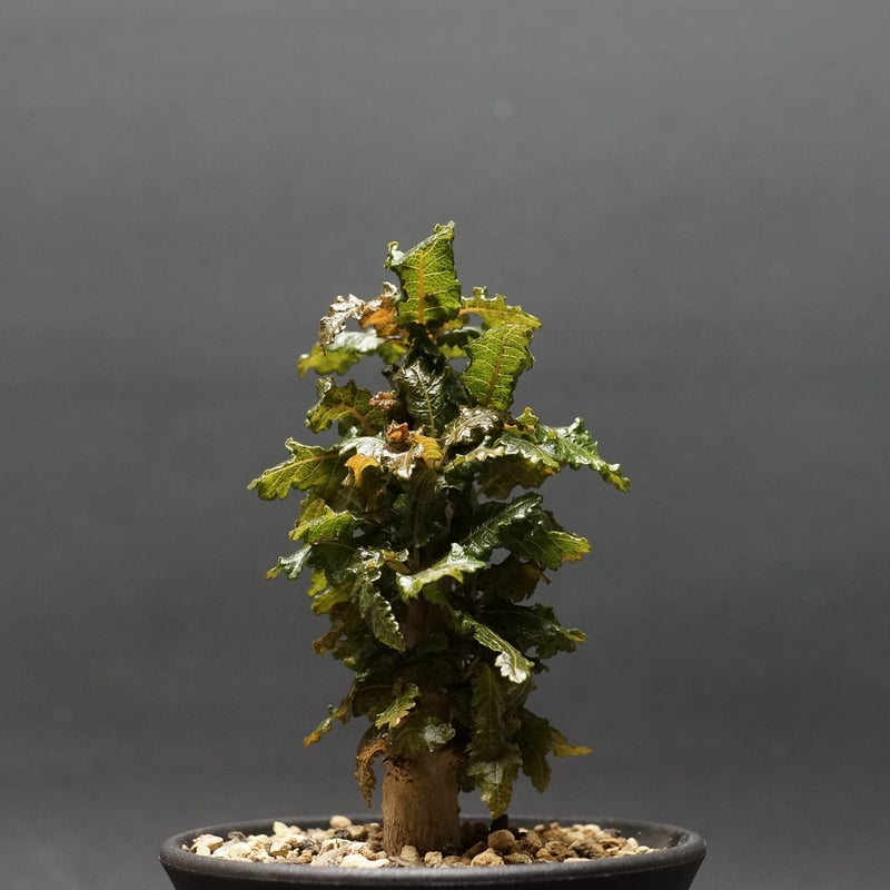 Boswellia nana