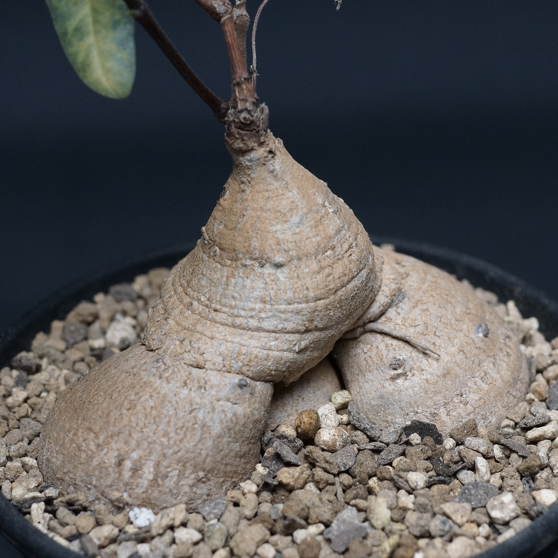 Raphionacme burkei