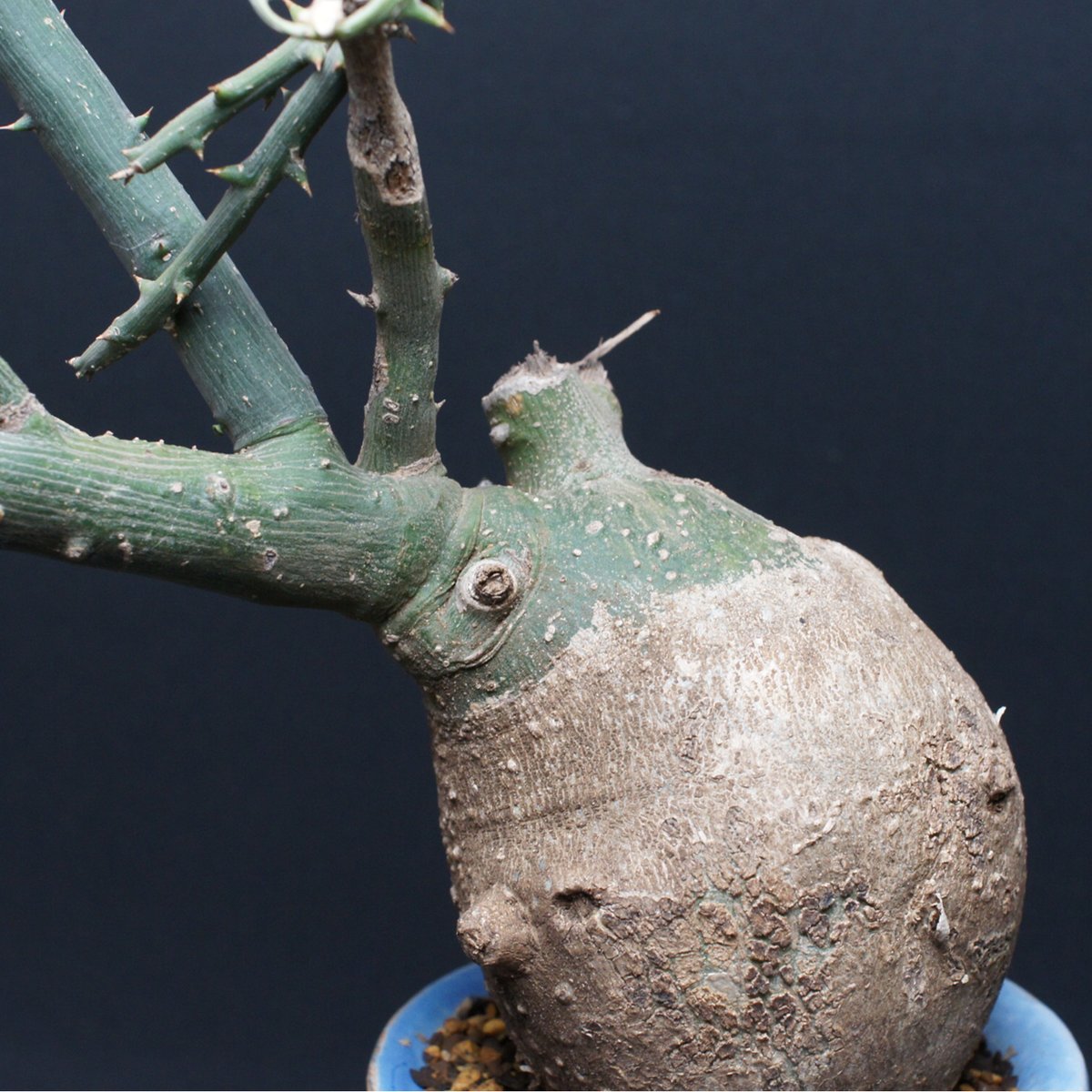 アデニア プセウドグロボーサ 