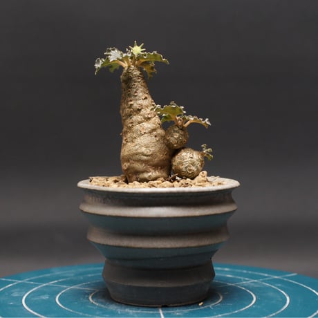 パキプス　コーデックス コーデックス | STORES