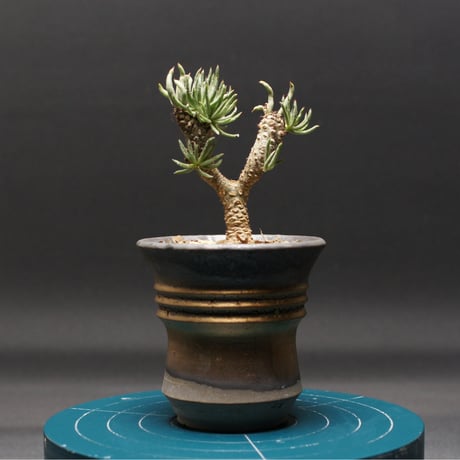 冬型塊根植物 | STORES