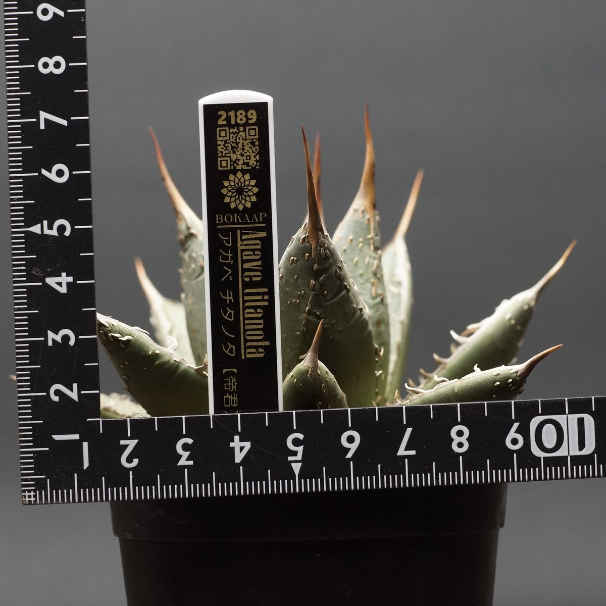 アガベ　帝君 Yahoo!オークション - L60 厳選 アガベ チタノタ 帝君 agave emperor