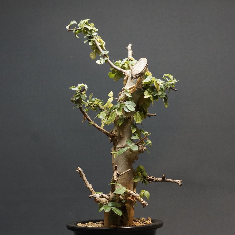 Commiphora kataf var. turkanensis