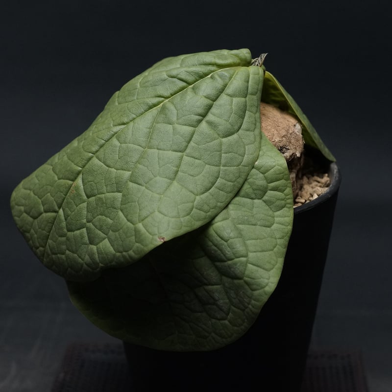Adenia ovata Adenia ovata