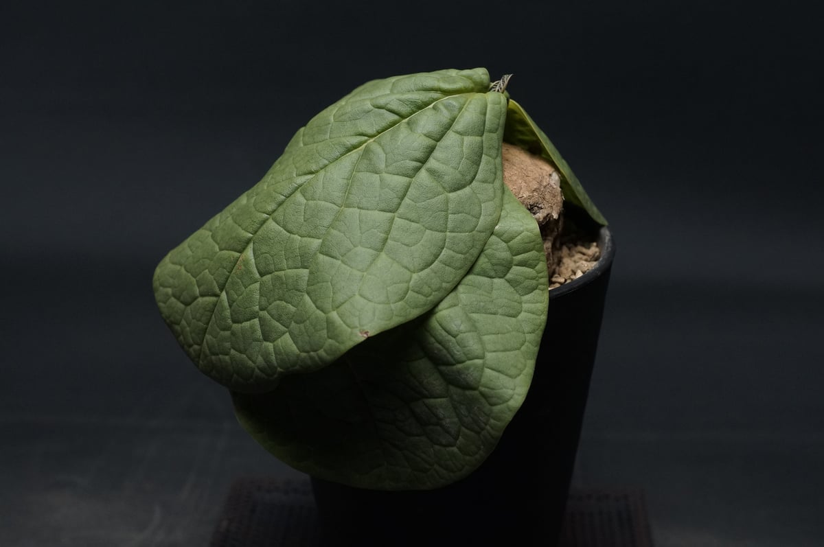 【レア種】　Adenia ovata　アデニア　オバタ　開花済　発根済　塊根 レア種】 Adenia ovata アデニア オバタ 開花済 発根済 塊根