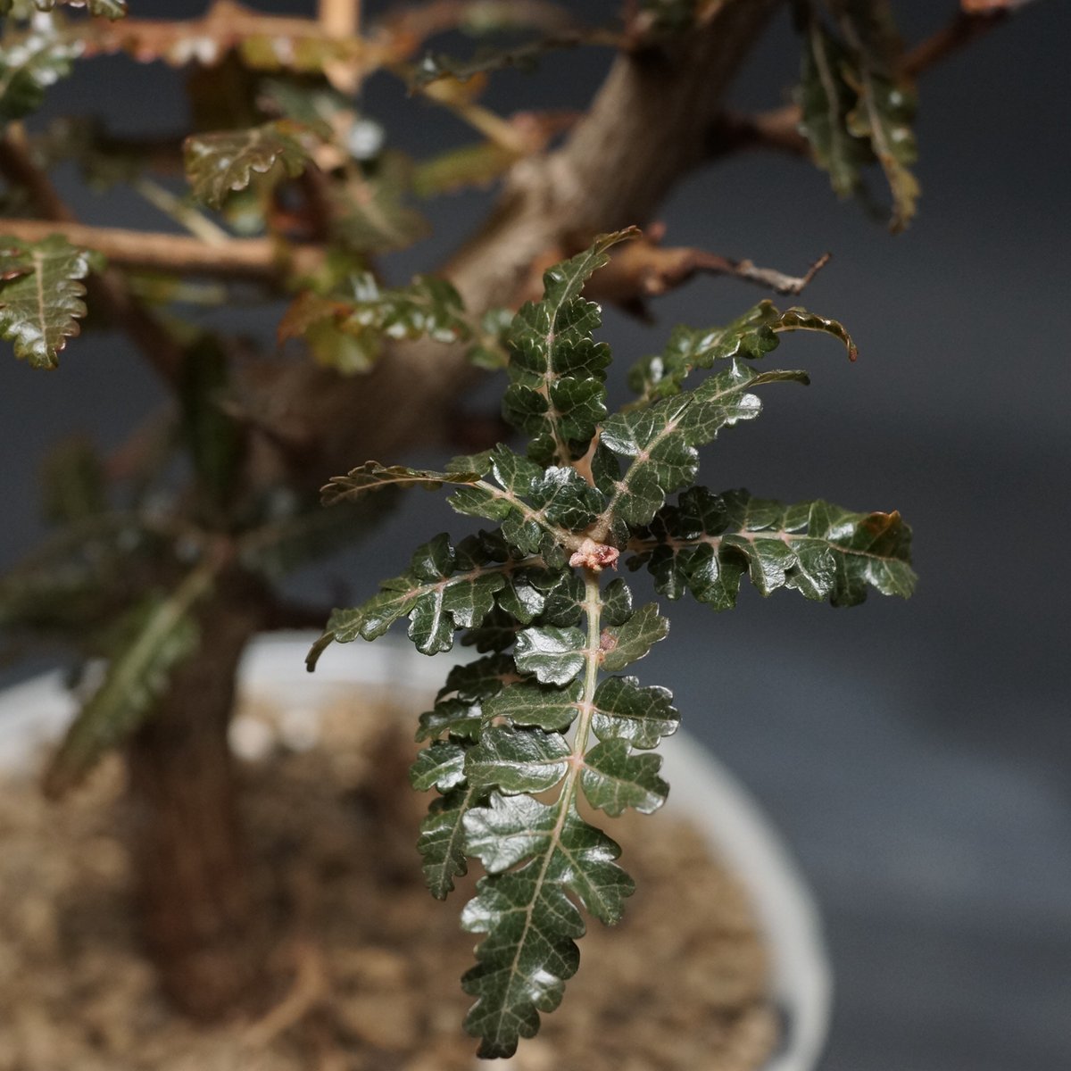 Boswellia nana hybrid