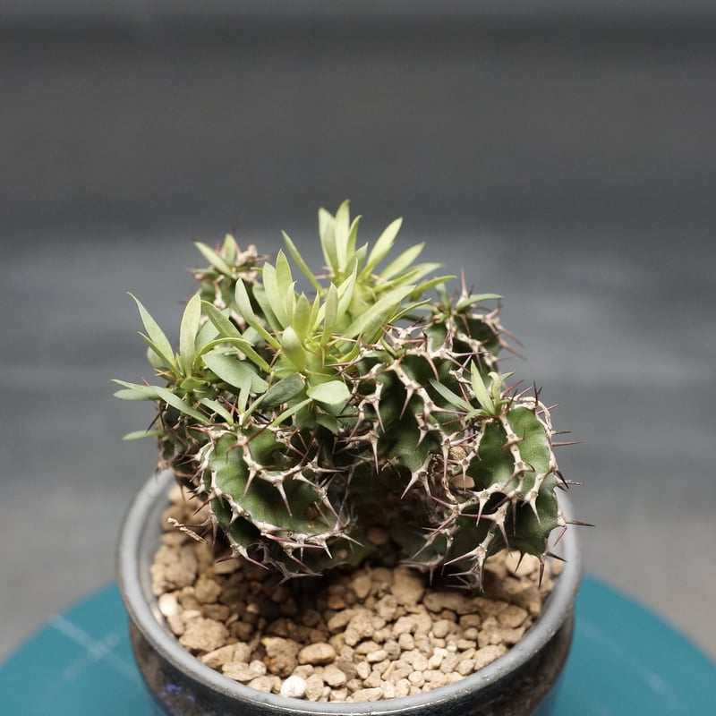 Euphorbia graniticola