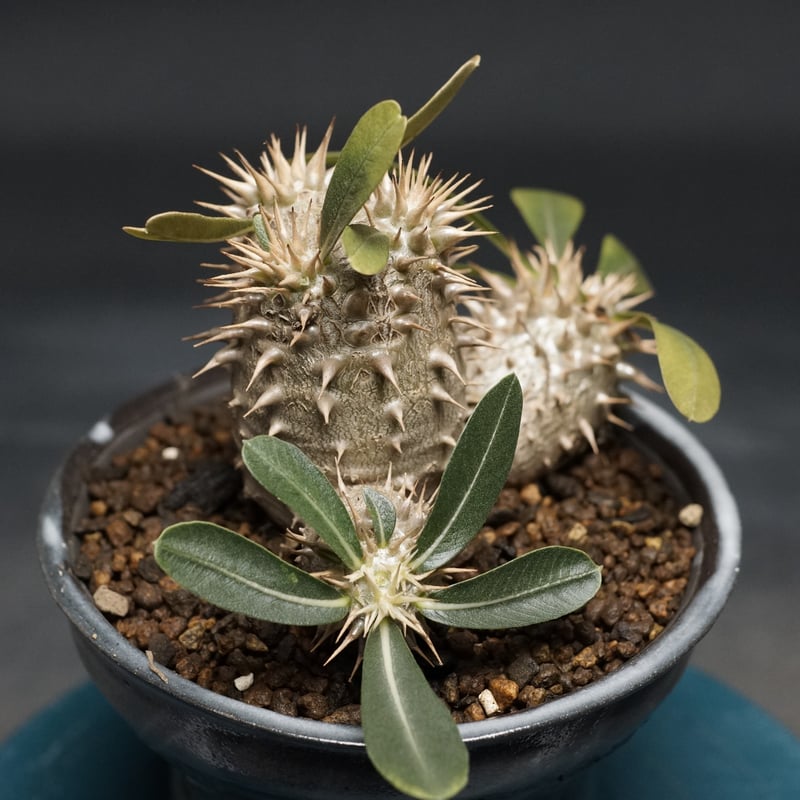 Pachypodium Densicaule