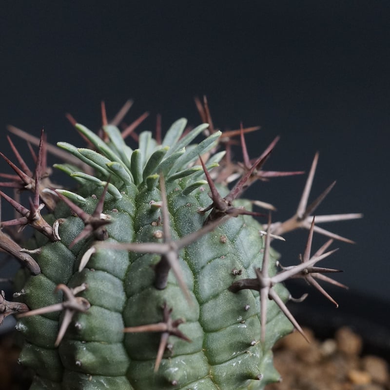 Euphorbia stellispina