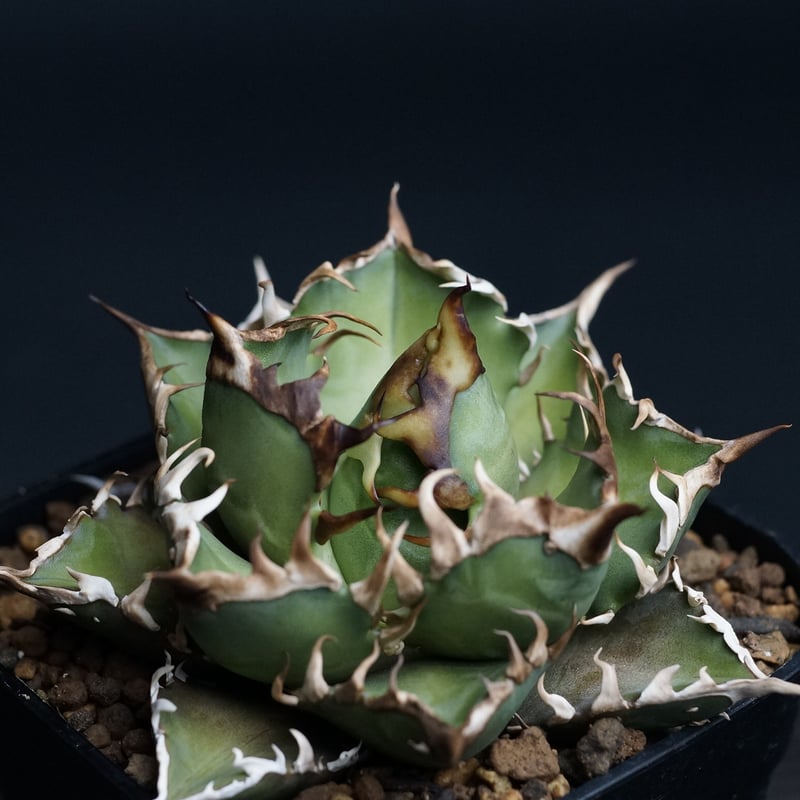 Agave titanota 'Red Catweezle'