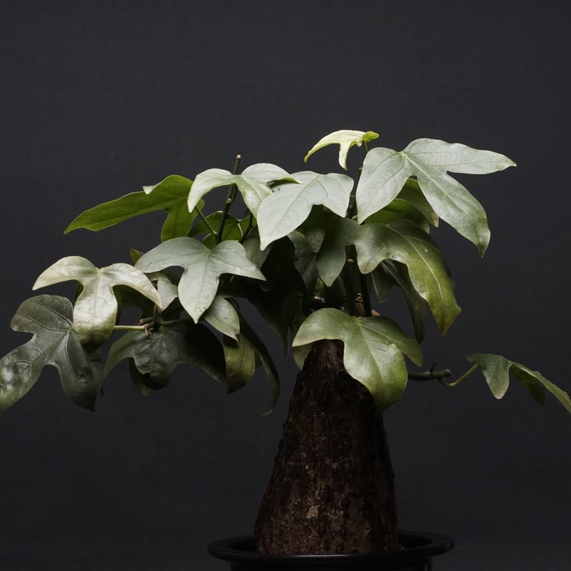 Adenia viridiflora