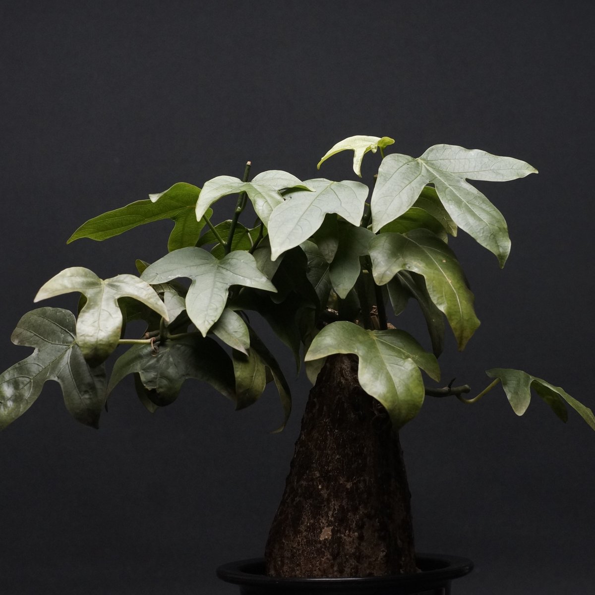 Adenia viridiflora
