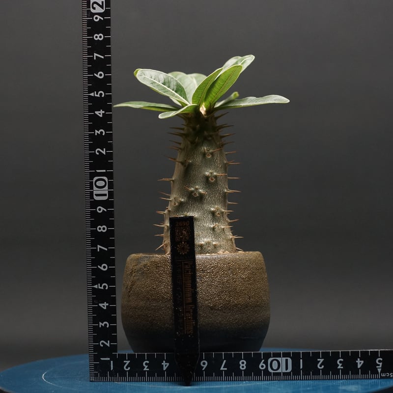 パキポディウム グラキリス Pachypodium gracilius ② パキポディウム グラキリス 