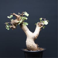 Boswellia nana