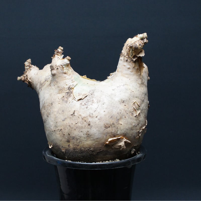 キフォステンマ ウター マクロプス 