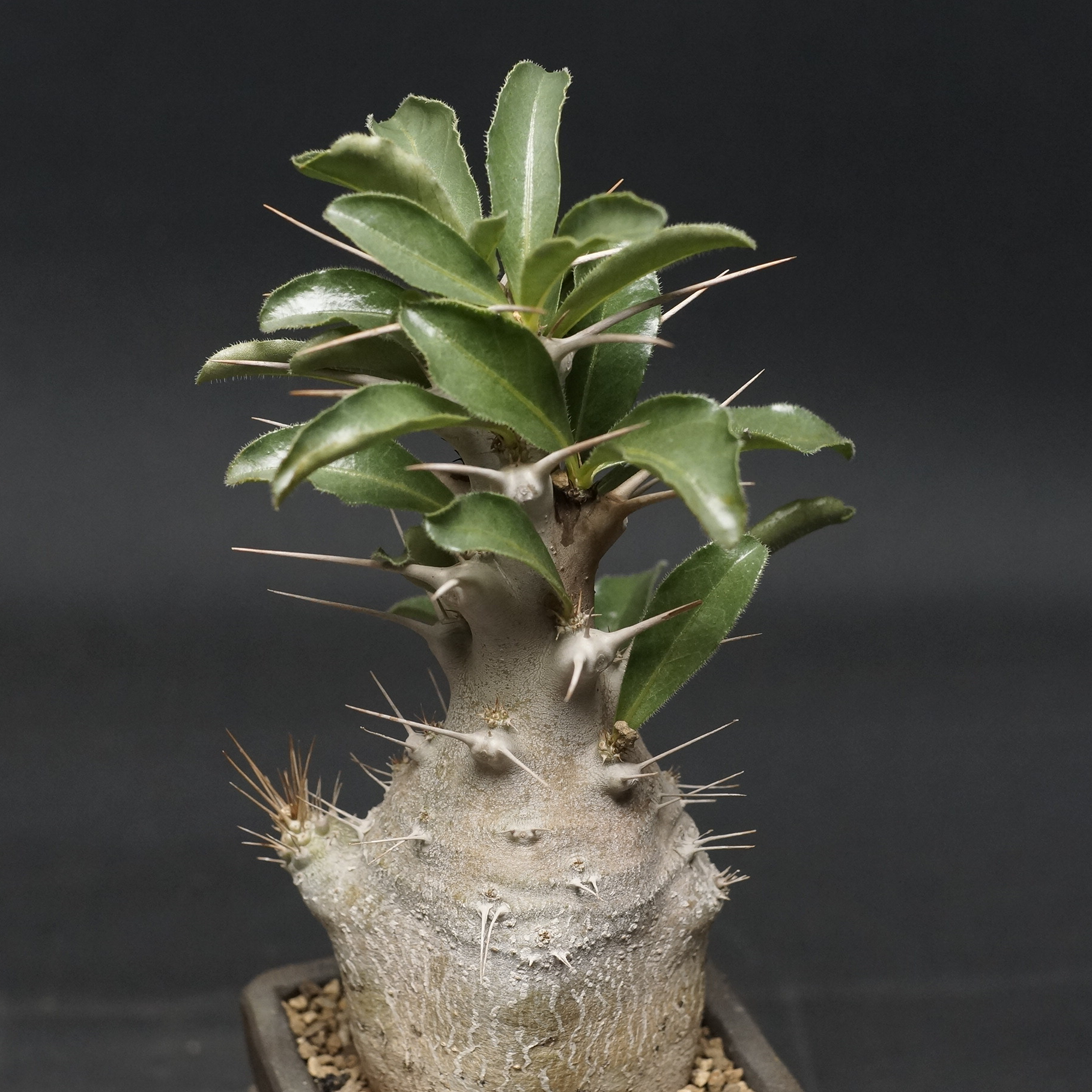 Pachypodium saundersii