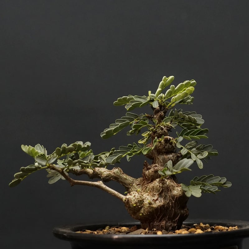 Senna meridionalis