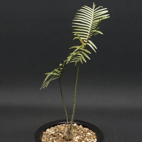 "Dioon edule" ディオーン エデュレ 管理2116
