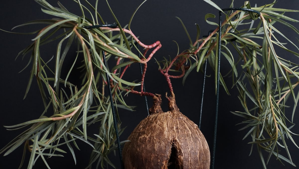 ト*シ様 ユーフォルビア トリカデニアEuphorbiatrichadenia isla del pescado - Euphorbia trichadenia-ユーフォルビア