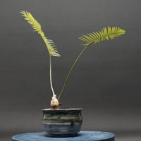 "Dioon edule" ディオーン エデュレ 管理2278